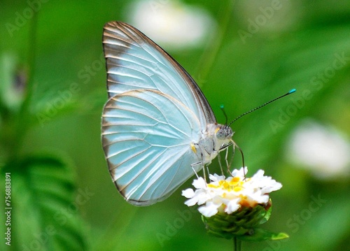 Mariposas,llenas de colores buscando el nectar de las flores.