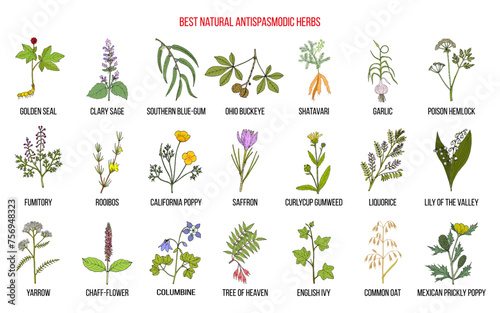 Best natural antispasmodic herbs. Medicinal plants collection. Hand drawn vector illustration