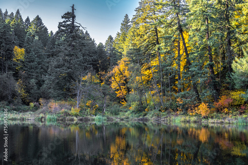 Mixed autumn forest on the shore of a wild forest pond with a mirror surface