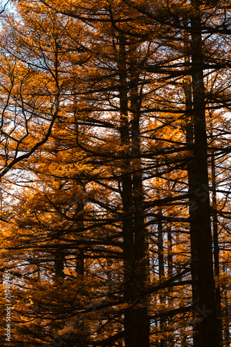 A forest with trees in various stages of autumn. The trees are mostly orange, but some are still green. Scene is peaceful and serene, as the trees are in a natural setting