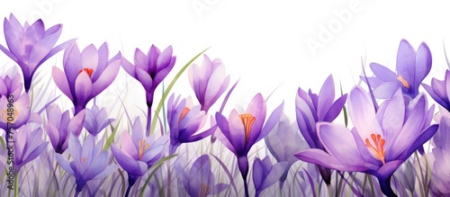 A cluster of purple flowers, including snow crocus and cretan crocus, are blooming in the grass, creating a beautiful contrast against the white background