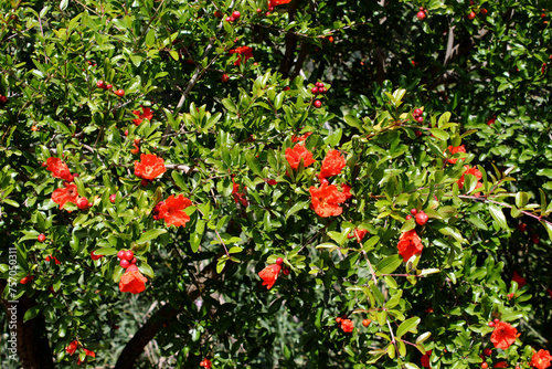 Sicile, grenadier en fleurs