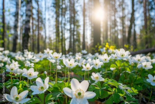 Beautiful white flowers of anemones in spring on background of blue sky and forest in sunlight in nature. Spring morning forest landscape with flowering primroses.