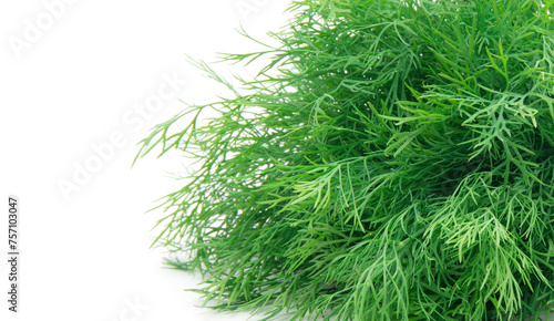Dill isolated on a white background.