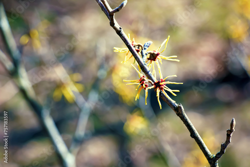 Hamamelis virginiana with yellow flowers that bloom in early spring.