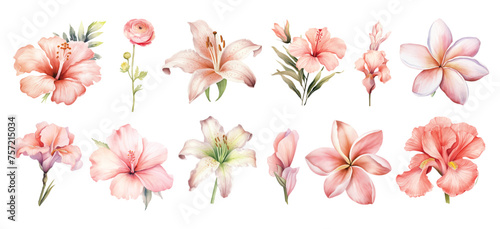 watercolor pink tropical flowers set hand drown illustration