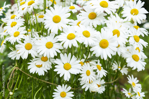 Many Chamomile daisy flowers blooming on flower bed in garden close up, flower background