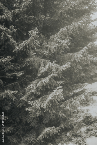 Mystical pine groves