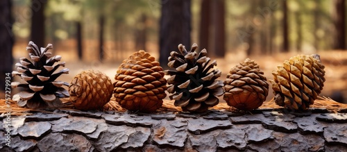 Conifer cones from shortstraw pine and larch trees are arranged on a log in the woods, showcasing natural materials and fruits from terrestrial plants