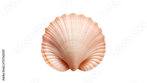 Sea shell cut out. Isolated seashell on transparent background