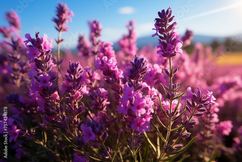 Groundcover of vibrant purple lavender flowers under a clear blue sky