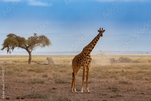 African giraffe standing in Amboseli National Park, Kenya looking at the camera with elephants in the background.