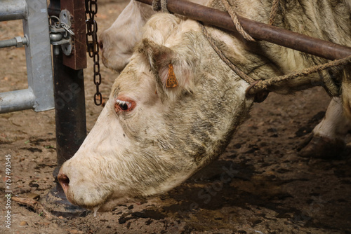 vaches charolaises attachées dans un marché aux bestiaux à Saint Christophe en brionnais en Bourgogne
