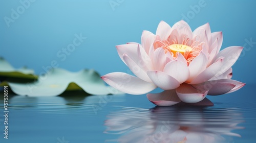 Water Garden Harmony Lotus in Close-up Amidst Serene Aquatic Beauty