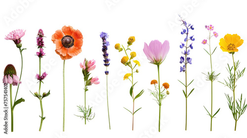 Different flowers of a meadow with grass in a row isolated on transparent