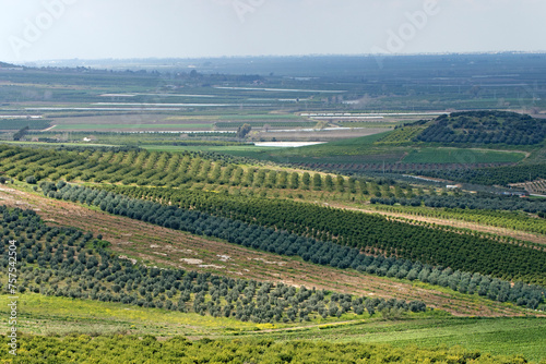 Citrus orchards in the Yuregir plain in Cukurova region in Turkey