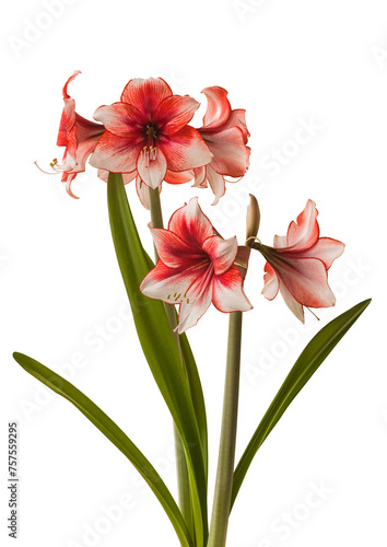 Bloom red and white Amaryllis (Hippeastrum) "Charisma"