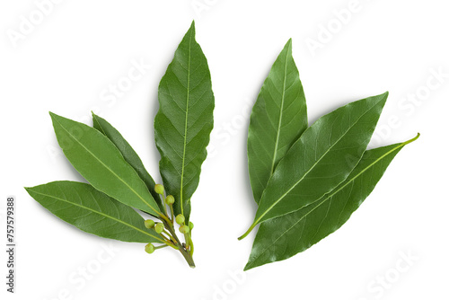 Fresh Laurel leaves isolated on white background. Green bay leaf. Top view. Flat lay.