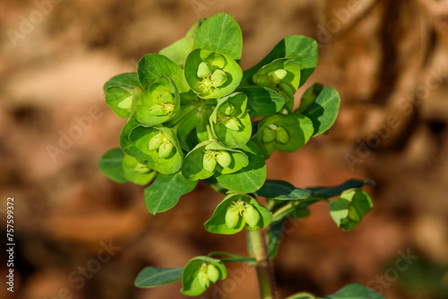 Spurge flowers (Euphorbia Amygdaloides) in nature