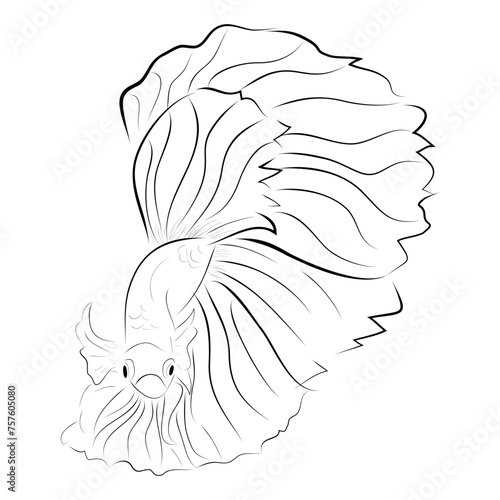 Betta or siamese fighting fish, simple vector hand draw sketch Big and Beautiful Tail