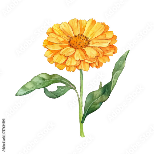 beautiful calendula flower vector illustration in watercolour style