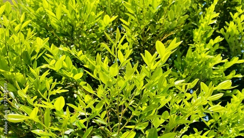 Diospyros buxifolia (Blume) Hiern 