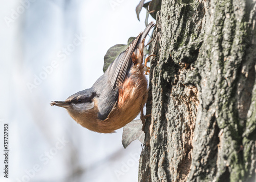 kowalik lub bargiel (Sitta europaea) – gatunek niewielkiego osiadłego ptaka z rodziny kowalików (Sittidae)
