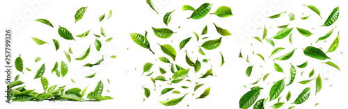 Collection of PNG. Fresh green tea leaves falling isolated on a transparent background.