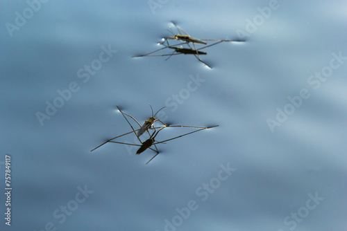 Insect Gerris lacustris, known as common pond skater or common water strider is a species of water strider, found in Europe have ability to move quickly on the water surface and have hydrophobic legs