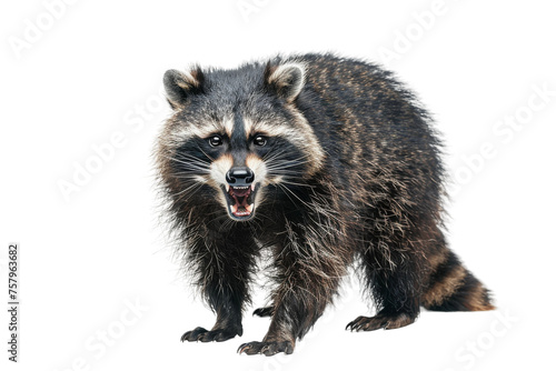 Fierce Raccoon