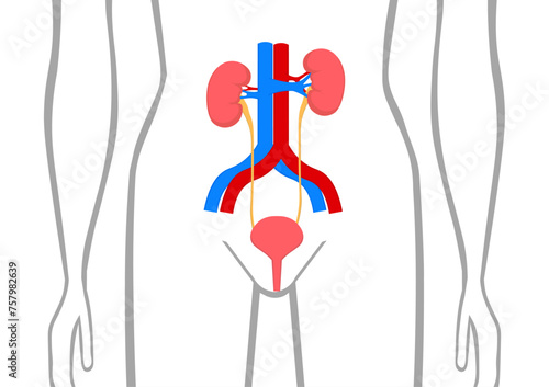 人間の腎臓と膀胱
