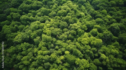 Drone view of dense green trees capturing co2 for carbon neutrality in nature s green backdrop