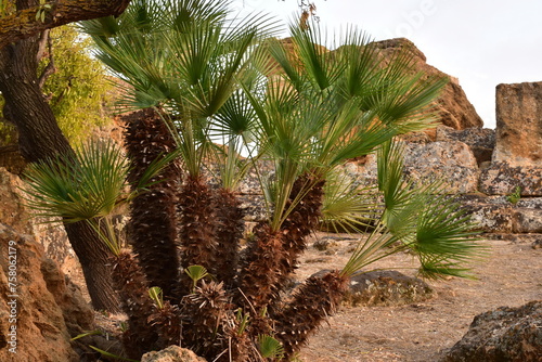 Serenoa repens small, Palma nana. Pianta officinale. I principi attivi della pianta sono in grado di stimolare a livello prostatico i recettori estrogeni e di inibire quelli progestinici