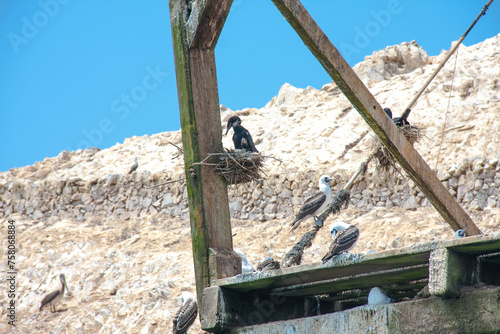 Ballestas Islands, important marine biodiversity and adventure sports for ecotourism in Paracas Ica, Peru