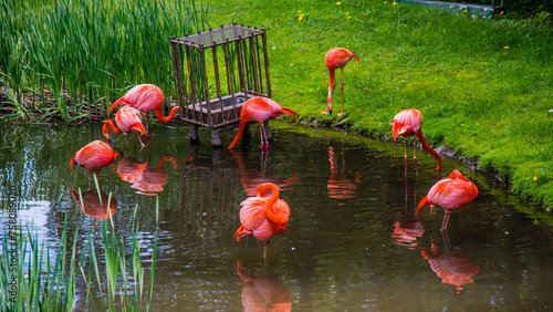 Granby, Canada - June 8 2019: Flamingo in Granby Zoo