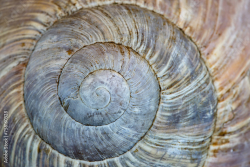 An artfully winding limestone path captured in the spiral of a snail shell tells the story of nature's gentle traveler.