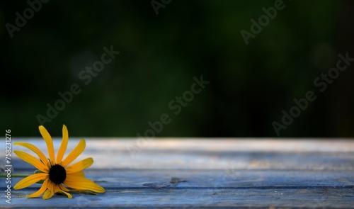 Yellow flower on blue wooden bokeh table and green bokeh background with a space for text, design elements or product presentation, softly blurred background and selective focus. Right empty space.