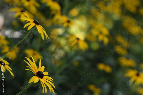 Yellow rudbeckia flowers on bokeh flowers background,, floral coneflowers background.