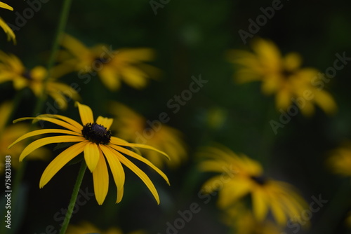 Yellow rudbeckia flowers on bokeh flowers background, floral coneflowers background.