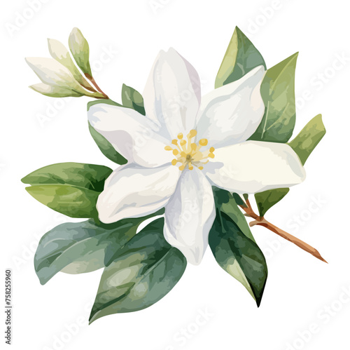 Watercolor Painting Vector of a jasmine flower with branch & leaves, isolated on a white background, Illustration clipart, Drawing Graphic.