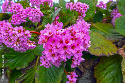 Purpurrötliche Bergenie (Bergenia purpurascens)