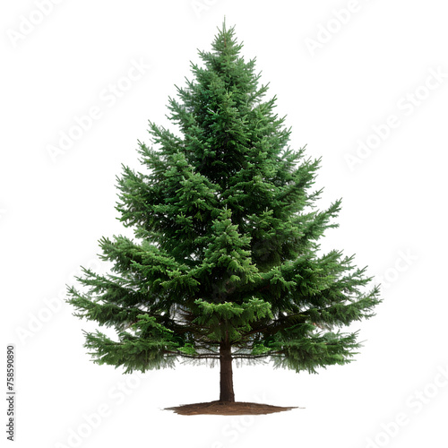 Douglas Fir tree on isolated background