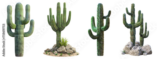 Collection of Saguaro cactus, carnegiea, gigantea. isolated transparent background. 3d render, PNG, cutout