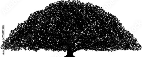 A big monkey pod tree vector illustration isolated on a white background
