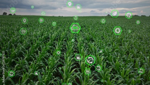 Green sustainable technology icons overlay a cornfield. Aerial above crops. Agritech agriculture concept. 3D graphic