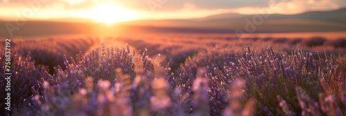 Lavender fields stretch as far as the eye can see, bathed in the warm glow of the setting sun, creating a serene and picturesque scene