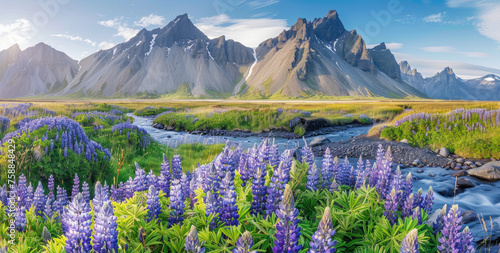 panoramic view of Stokksnes, Iceland with the vestrahorn mountain in background, field full of purple wild flowers in foreground, river flowing through the landscape