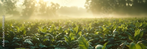 Dawns first light bathes a tobacco field of crops in a warm, golden glow