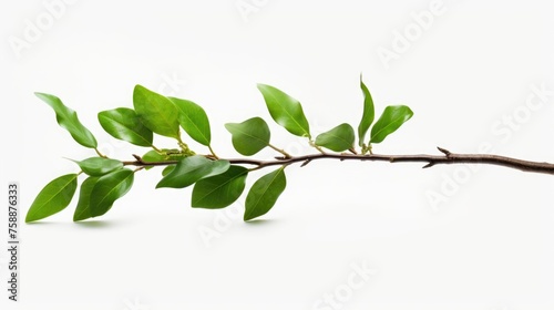 Fresh green leaves on a clean white background. Perfect for nature or environmental concepts