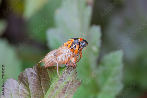 Cicada Emerges from its Shell